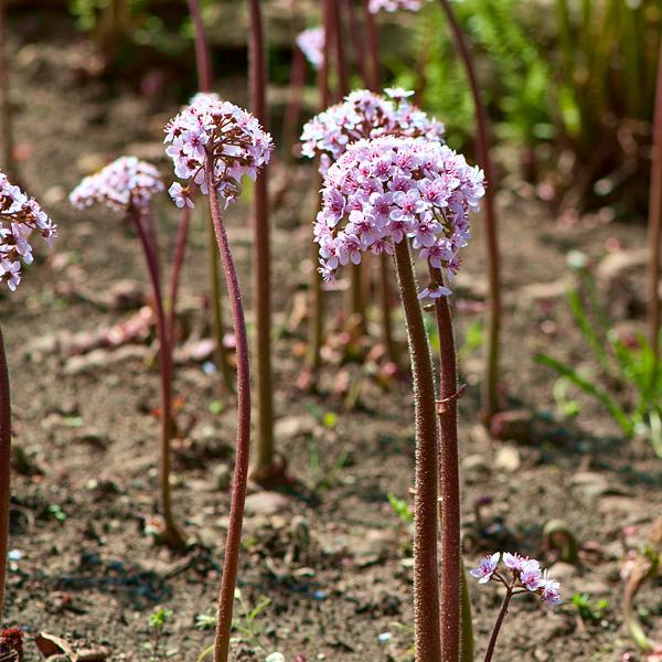 DARMERA peltata  - Pépinière La Forêt