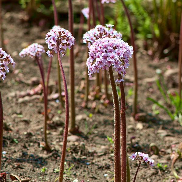 DARMERA peltata  - Pépinière La Forêt