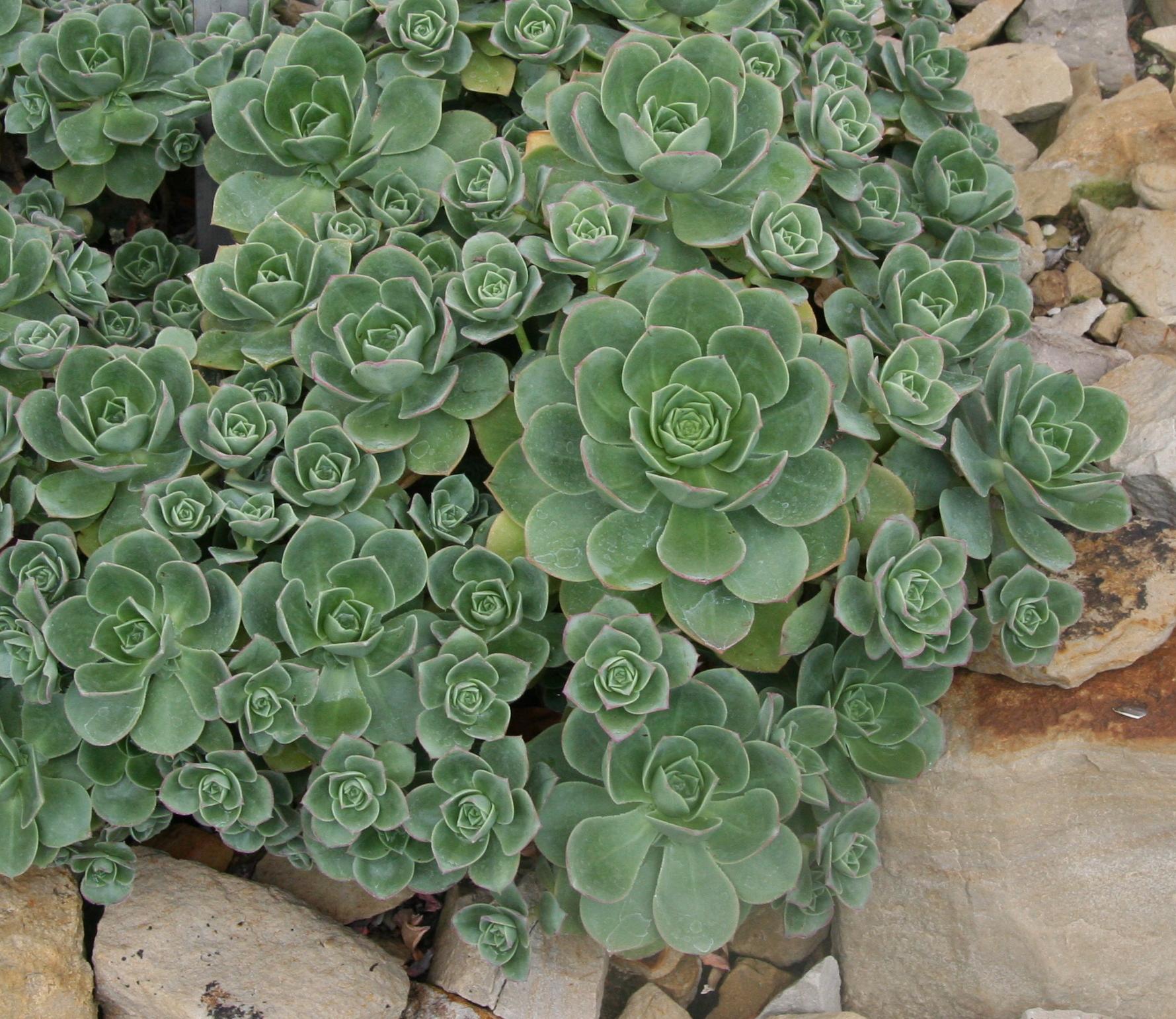 Echeveria haworthii (AEONIUM) - Pépinière La Forêt