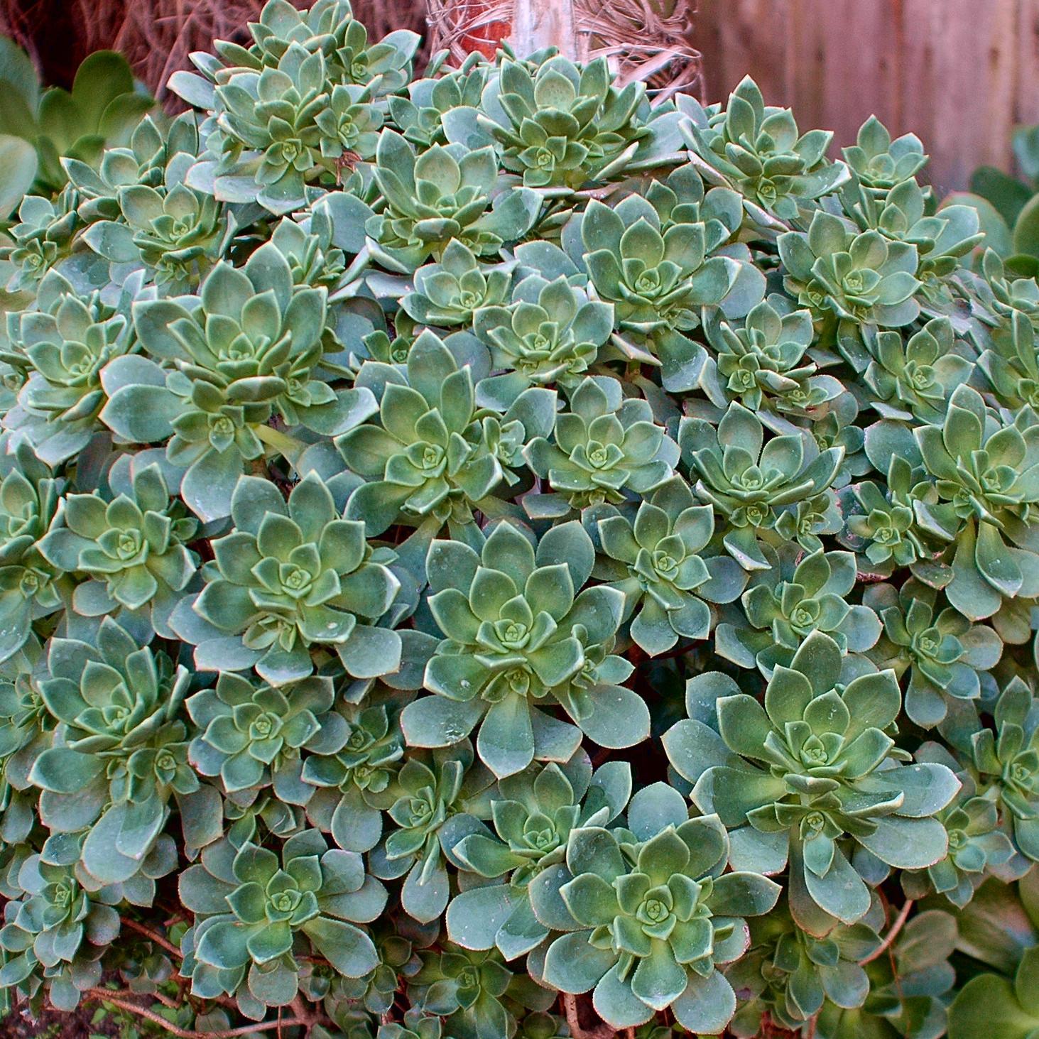 Echeveria haworthii (AEONIUM) - Pépinière La Forêt