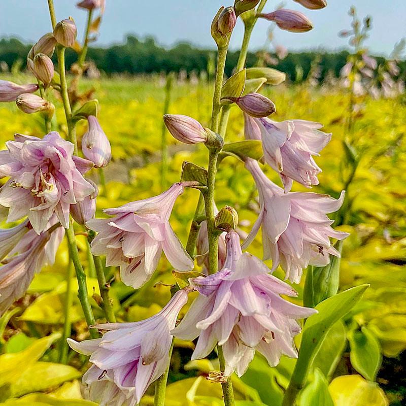 HOSTA Ki Ren Jyaku ® - Pépinière La Forêt