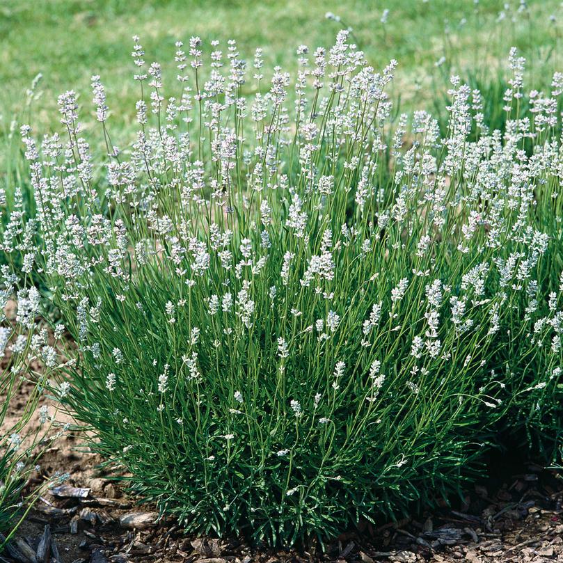 LAVANDULA angustifolia White Summer ®  - Pépinière La Forêt