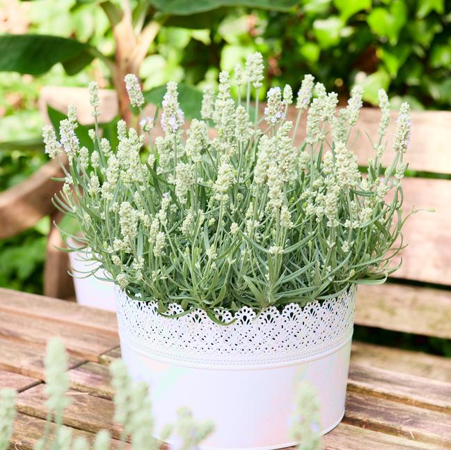 LAVANDULA angustifolia White Summer ®  - Pépinière La Forêt