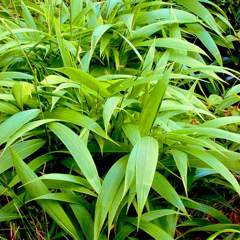  SETARIA palmata  - Pépinière La Forêt