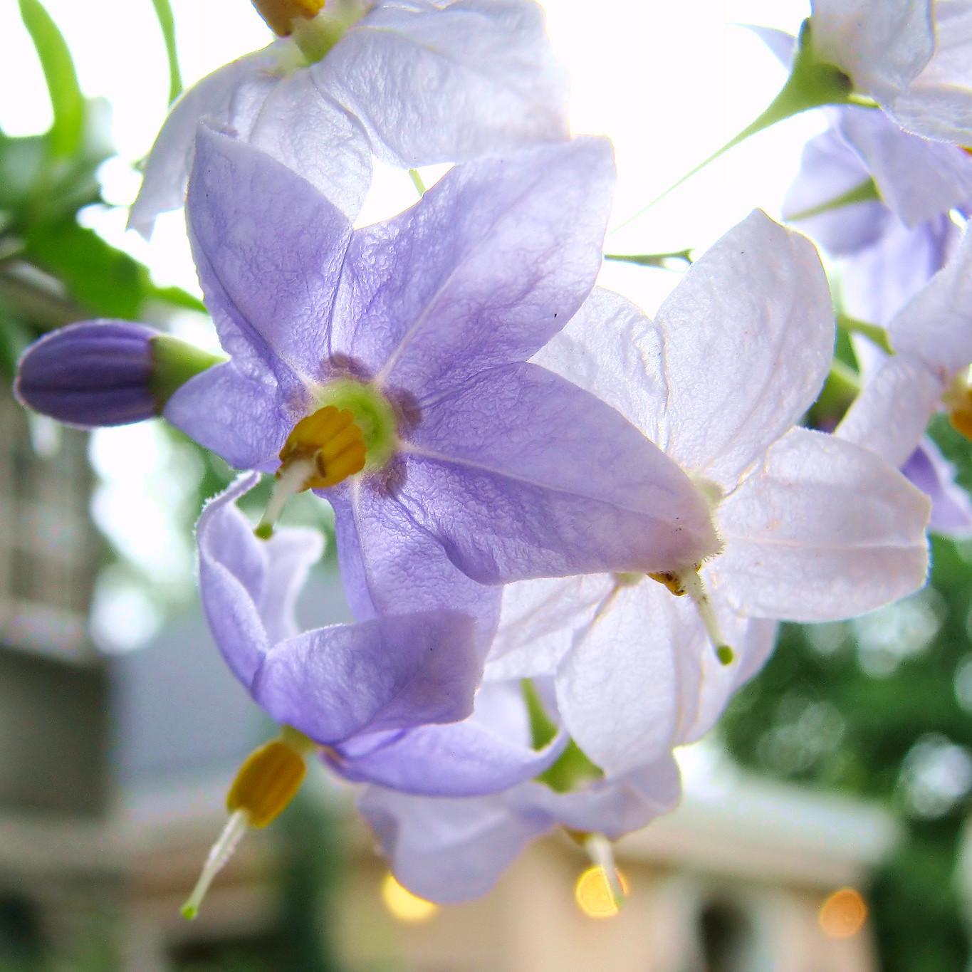 SOLANUM jasminoides  - Pépinière La Forêt