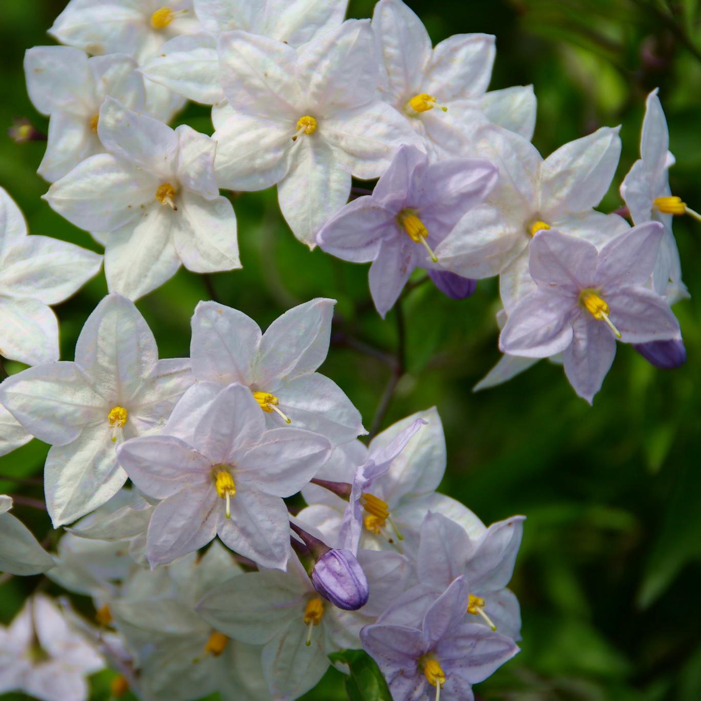 SOLANUM jasminoides  - Pépinière La Forêt