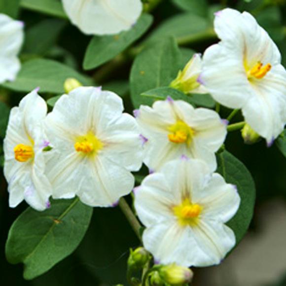 SOLANUM rantonnetii Charles White ®  - Pépinière La Forêt