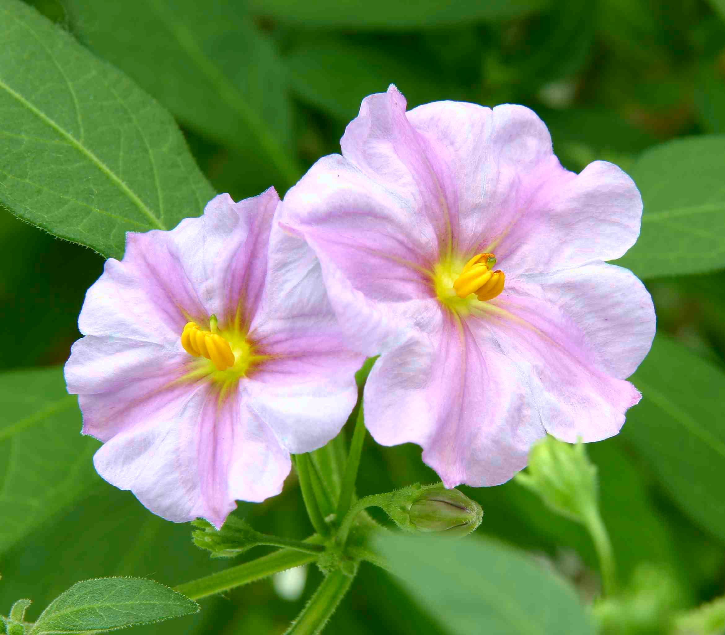 SOLANUM rantonnetii Charles Pink Star ®  - Pépinière La Forêt