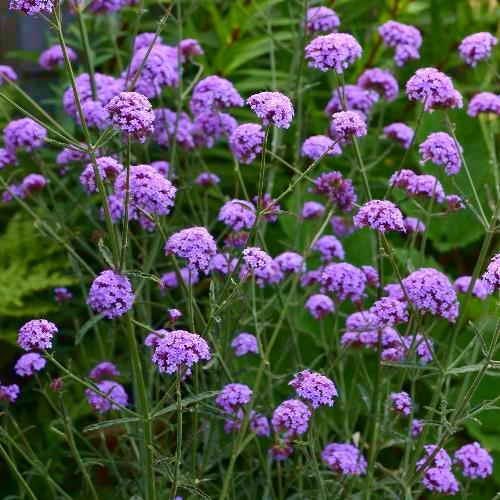 VERBENA bonariense Royal Dreams ® - Pépinière La Forêt