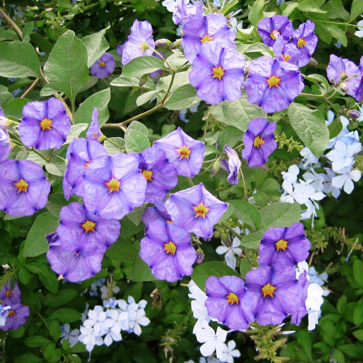 SOLANUM rantonnetii  - Pépinière La Forêt