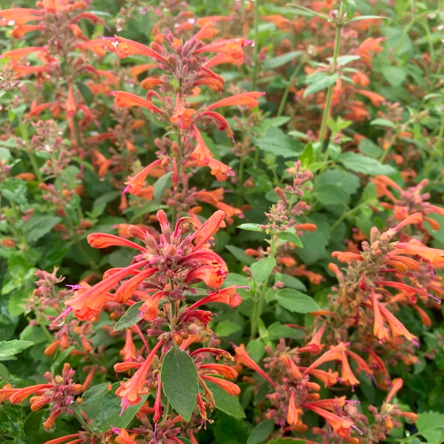 AGASTACHE  Sunny Sparks Orange Glow - Pépinière La Forêt