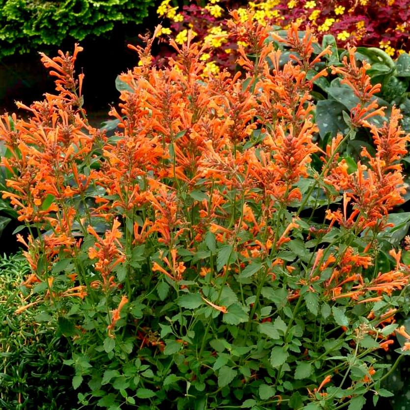 AGASTACHE  Sunny Sparks Orange Glow - Pépinière La Forêt