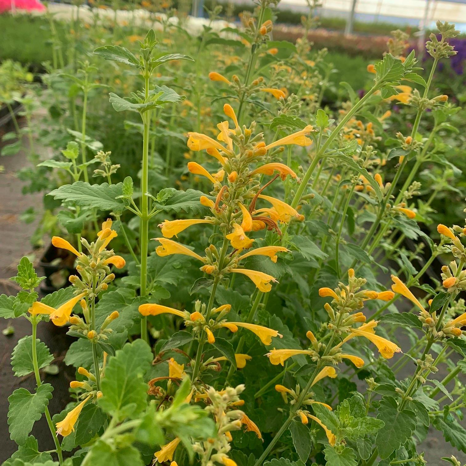 AGASTACHE  Sunny Sparks Yellow - Pépinière La Forêt