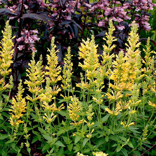 AGASTACHE  Sunny Sparks Yellow - Pépinière La Forêt