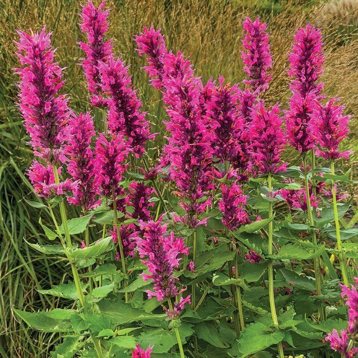 AGASTACHE Danish Delight ®  - Pépinière La Forêt