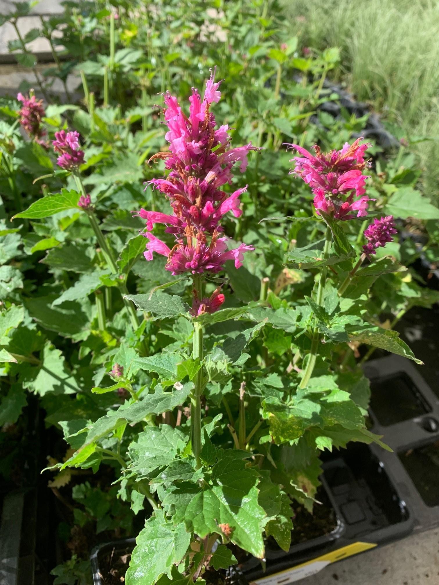 AGASTACHE Danish Delight ®  - Pépinière La Forêt