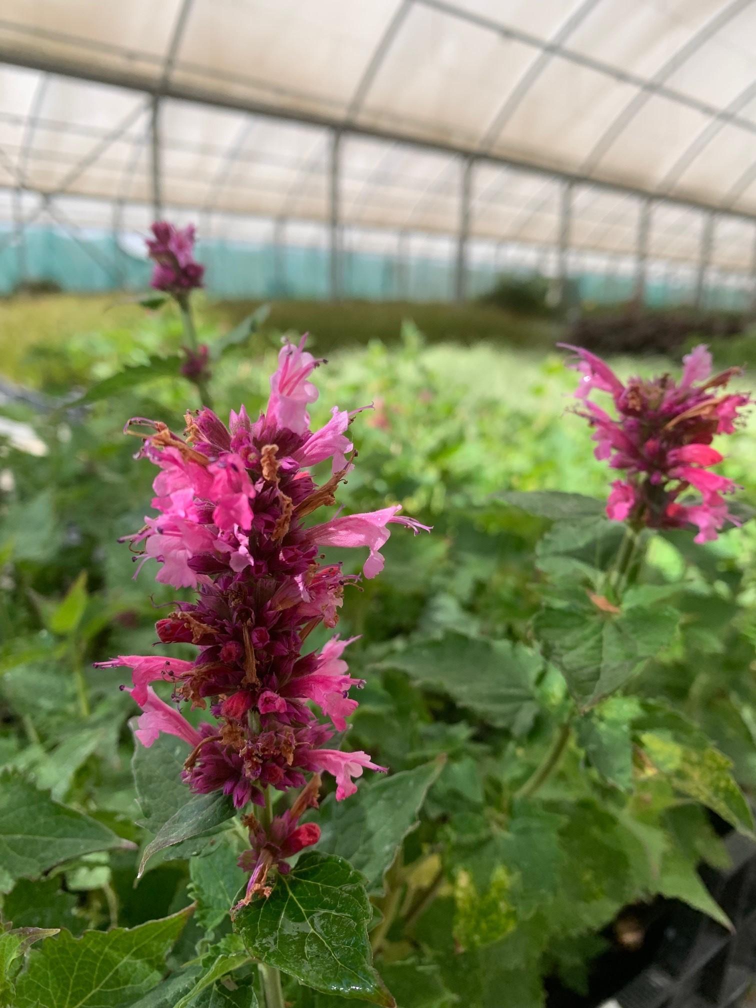 AGASTACHE Danish Delight ®  - Pépinière La Forêt