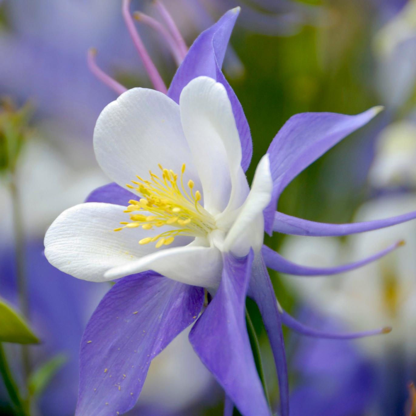 AQUILEGIA flabellata Ministar - Pépinière La Forêt