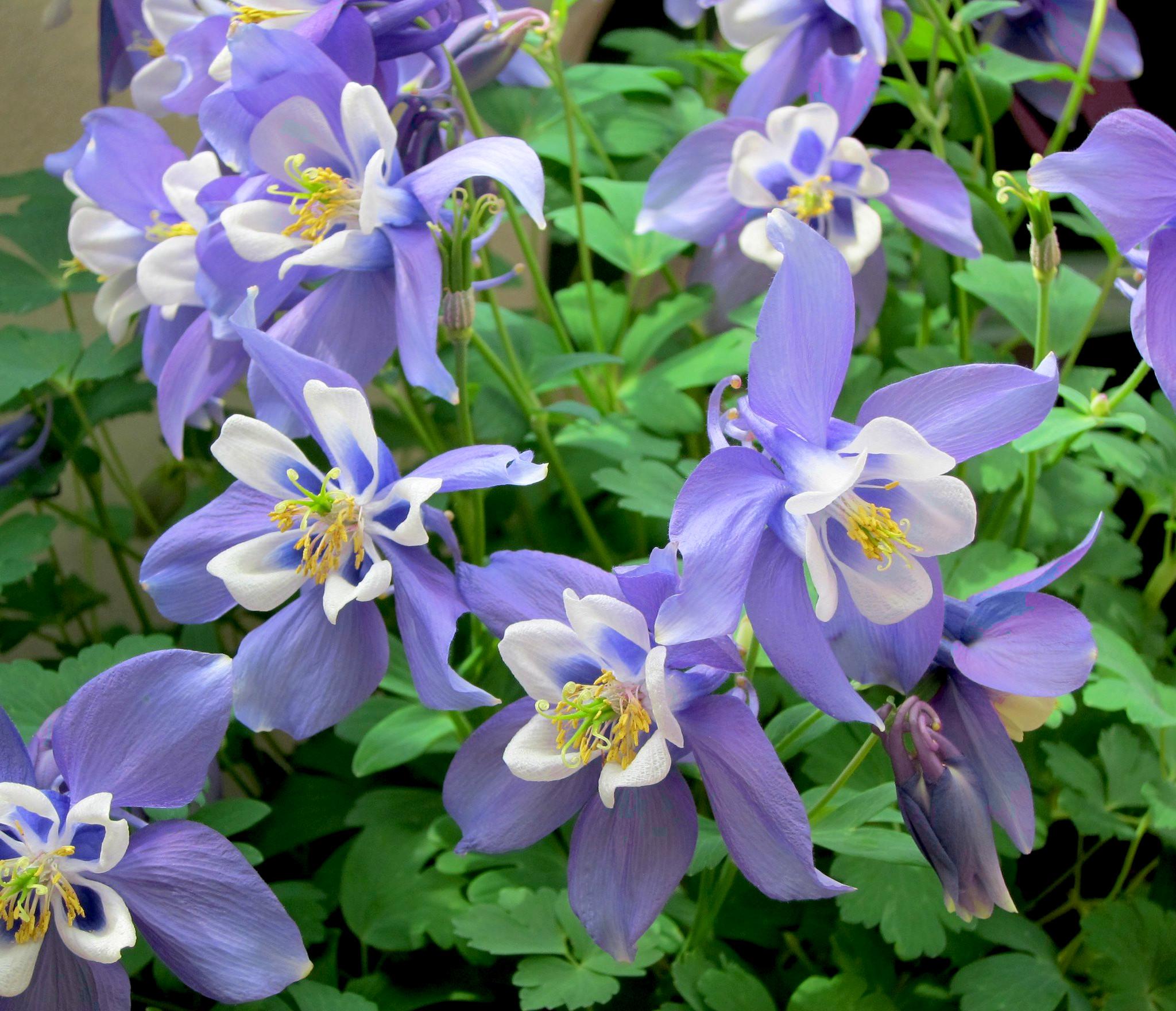 AQUILEGIA flabellata Ministar - Pépinière La Forêt