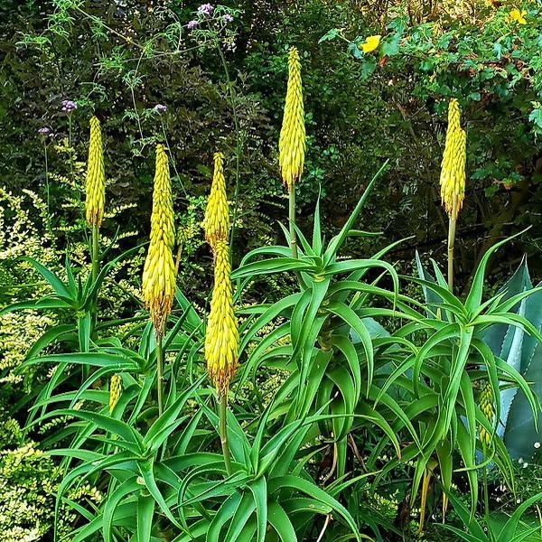 ALOE striatula ArticJungle® - Pépinière La Forêt