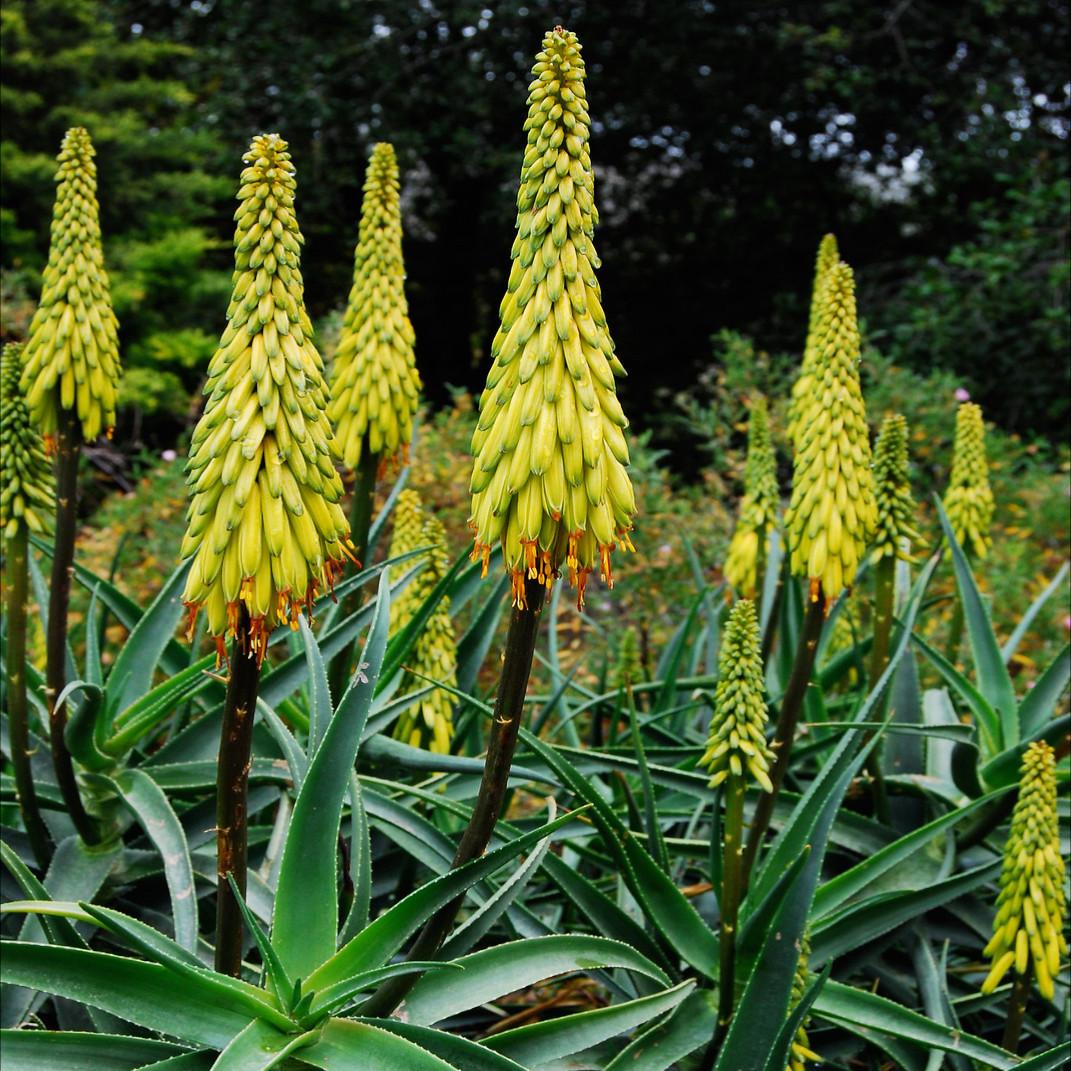 ALOE striatula ArticJungle® - Pépinière La Forêt