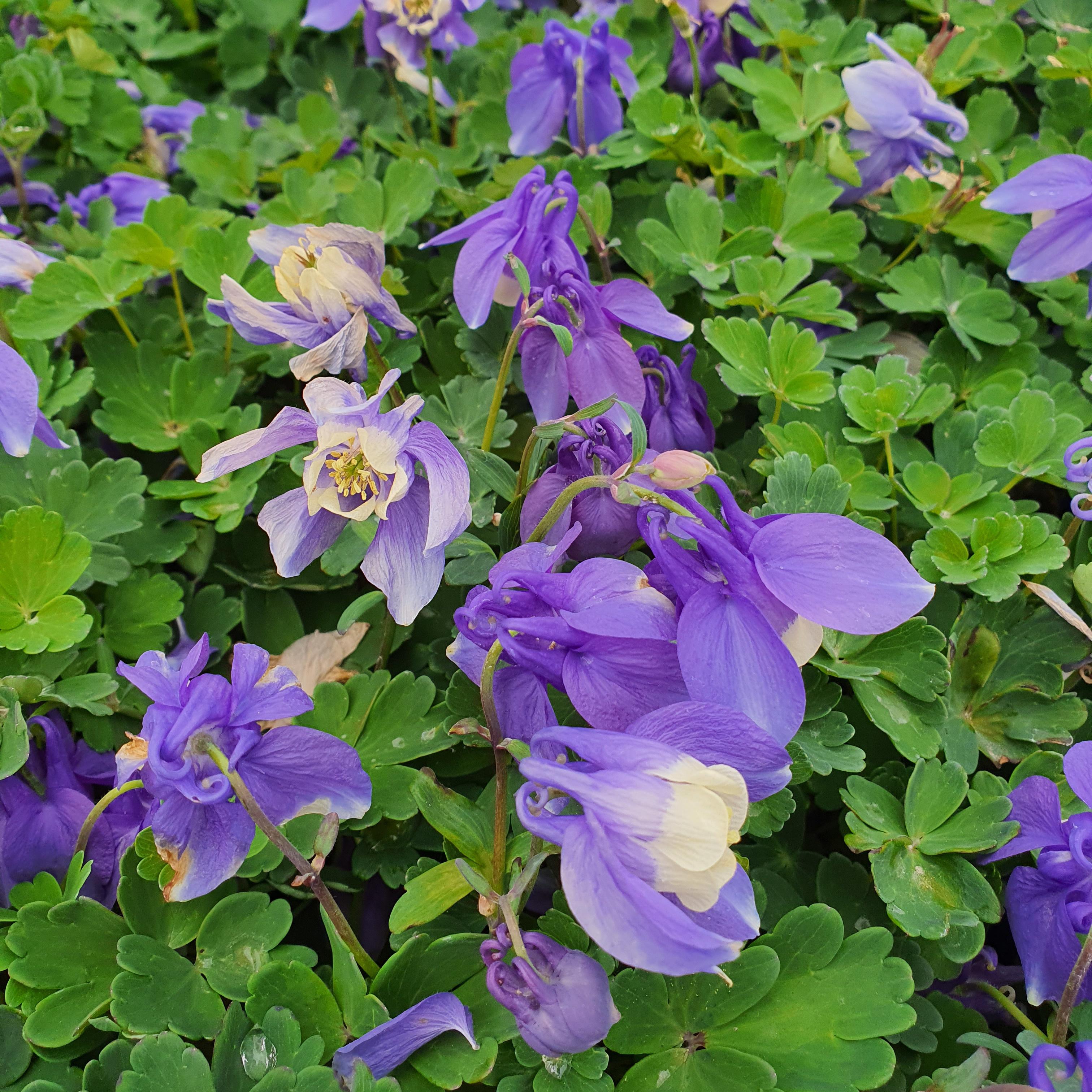 AQUILEGIA flabellata Ministar - Pépinière La Forêt