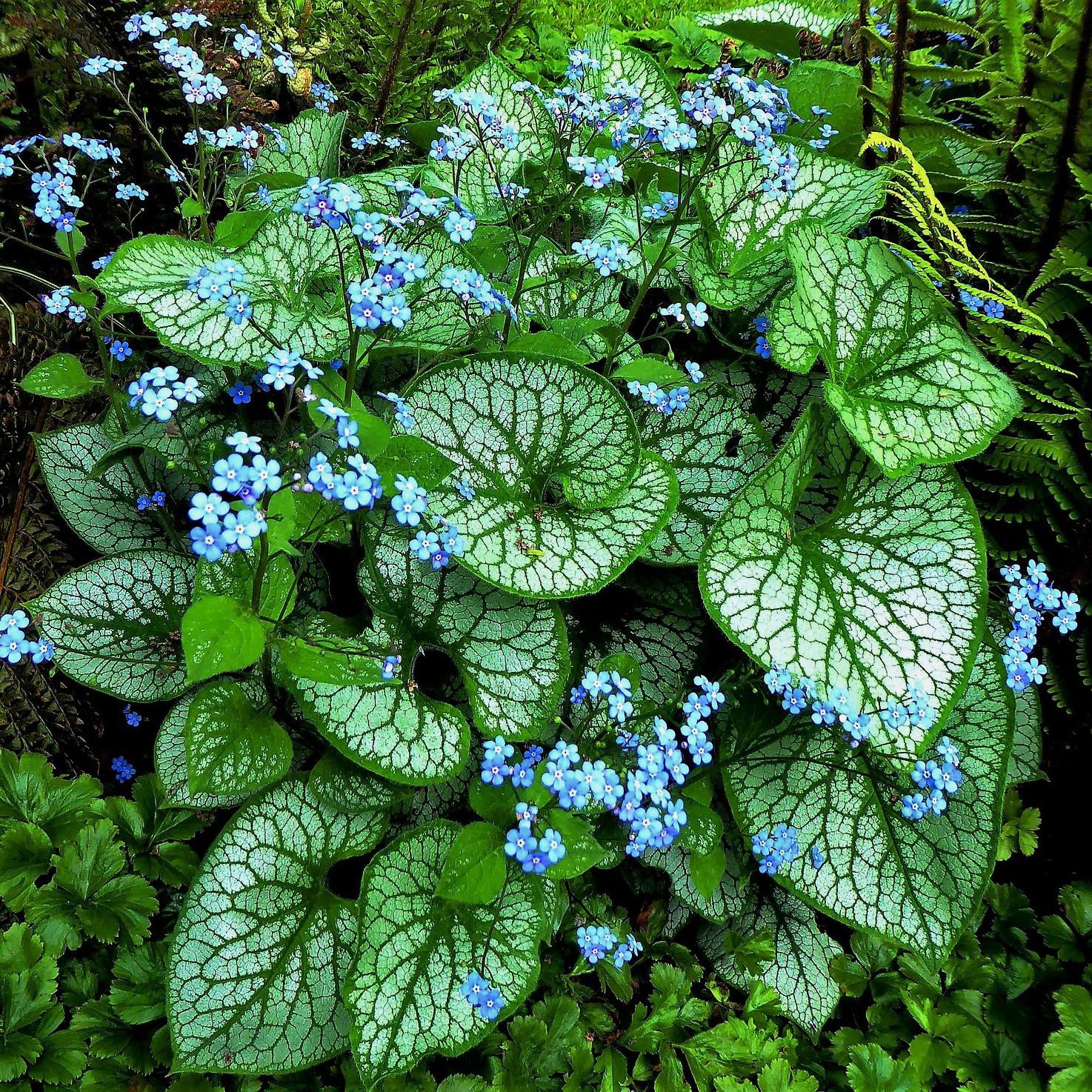 BRUNNERA macrophylla Alexander's Great®  - Pépinière La Forêt