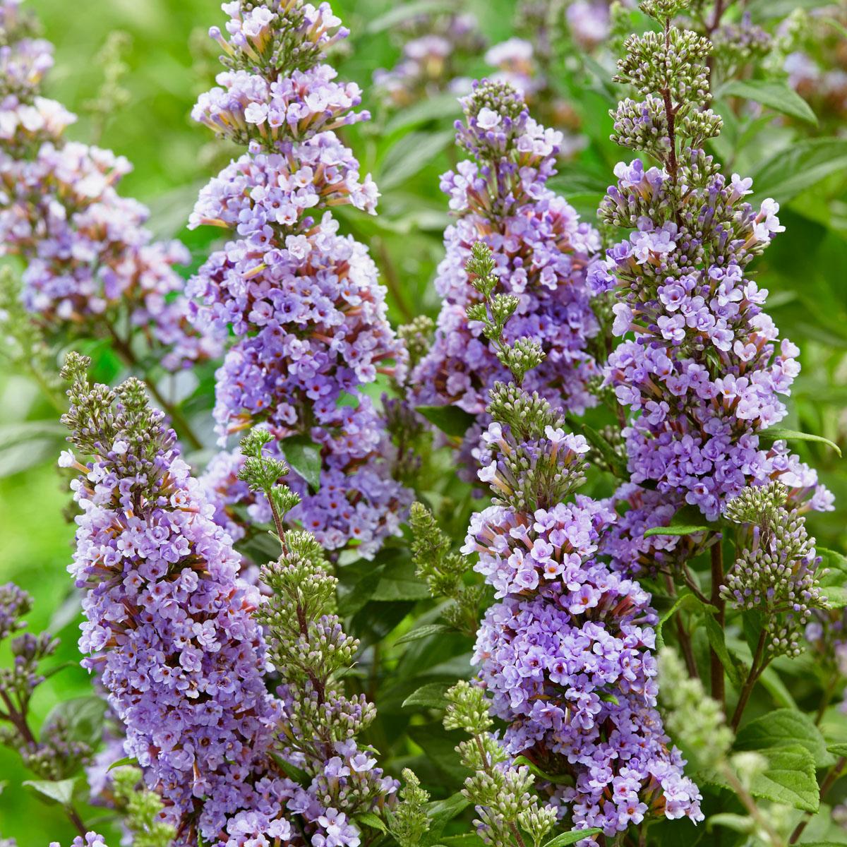 BUDDLEJA High Five Purple ® - Pépinière La Forêt