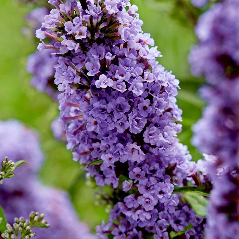 BUDDLEJA High Five Purple ® - Pépinière La Forêt