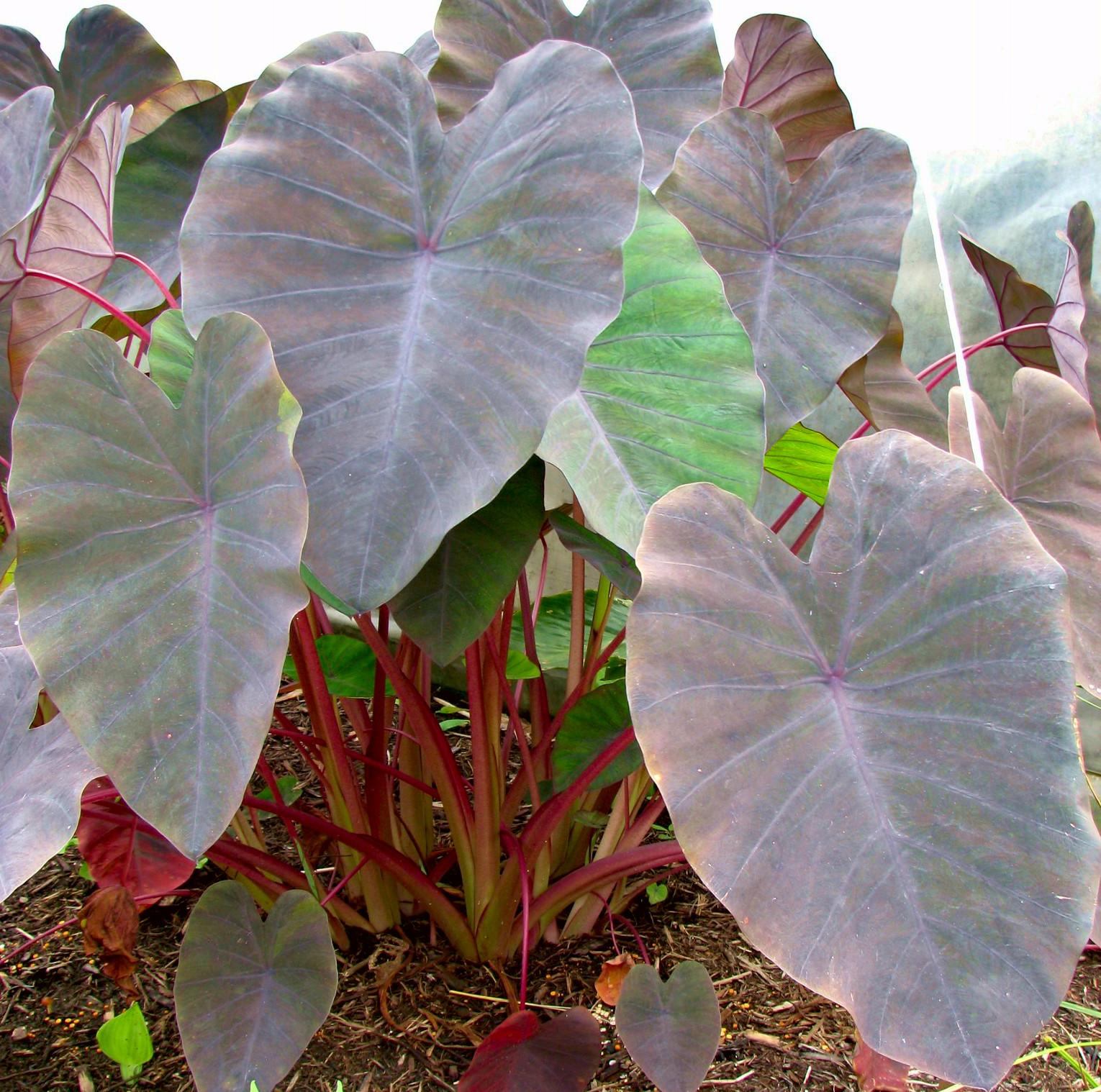 COLOCASIA Madeira - Pépinière La Forêt