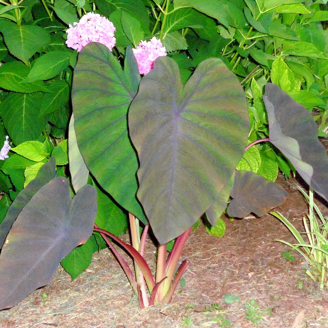 COLOCASIA Madeira - Pépinière La Forêt