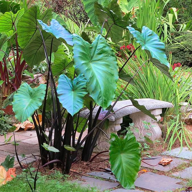 COLOCASIA metallica - Pépinière La Forêt