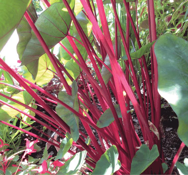 COLOCASIA Sangria - Pépinière La Forêt