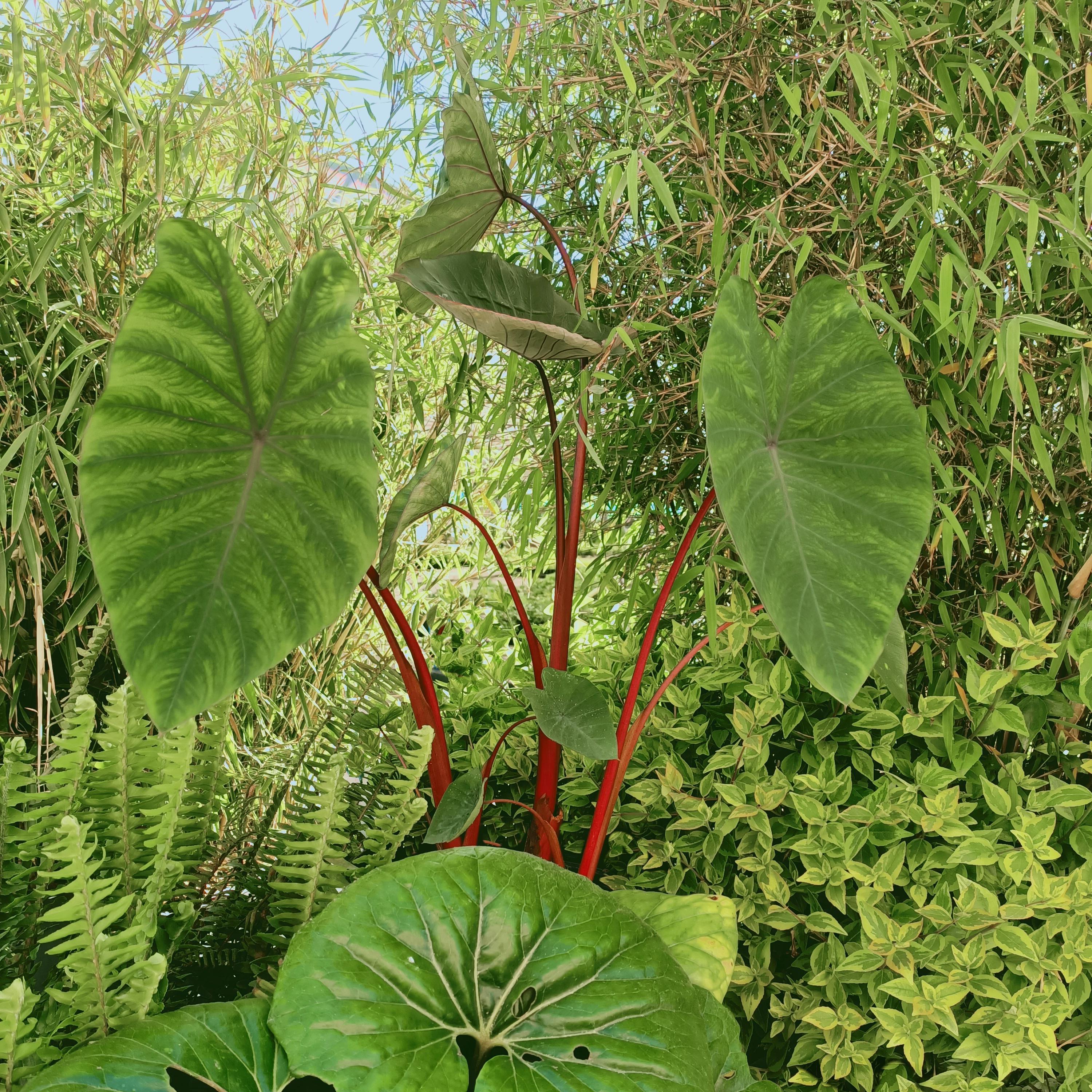 COLOCASIA Sangria - Pépinière La Forêt