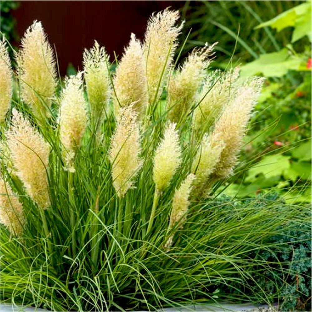 CORTADERIA Tiny Pampa ®   - Pépinière La Forêt