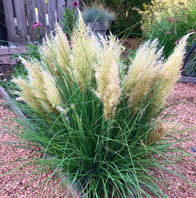 CORTADERIA Tiny Pampa ®   - Pépinière La Forêt