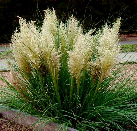 CORTADERIA Tiny Pampa ®   - Pépinière La Forêt