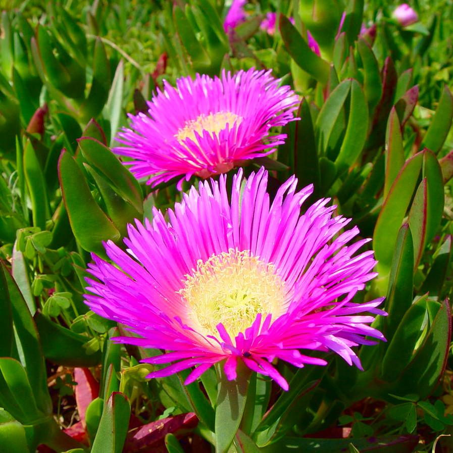 CARPOBROTUS edulis Pink - Pépinière La Forêt