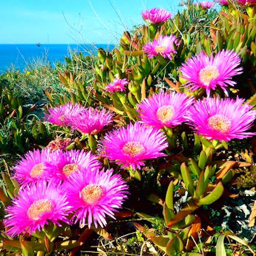 CARPOBROTUS edulis Pink - Pépinière La Forêt