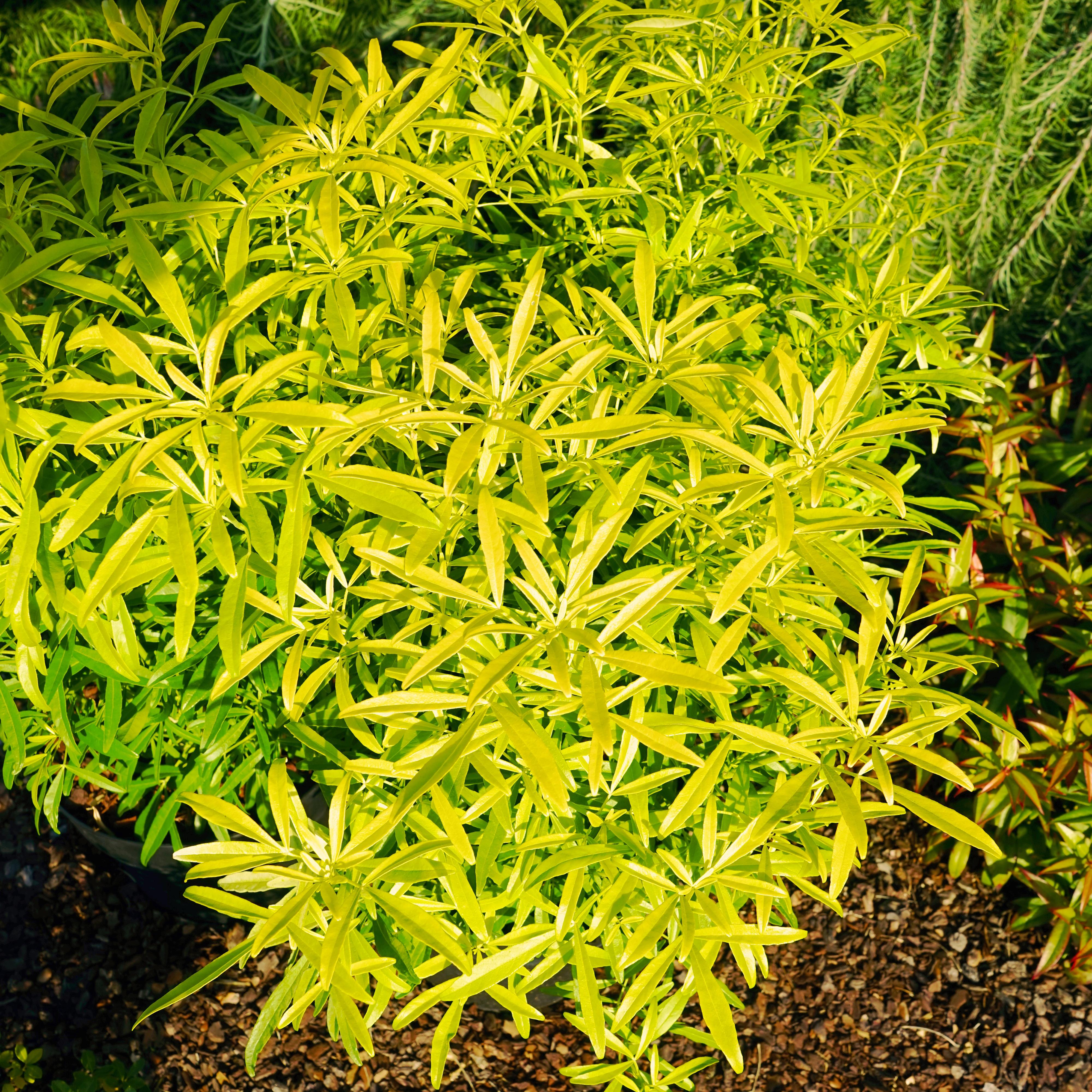 CHOISYA ternata Aztec Gold ® - Pépinière La Forêt