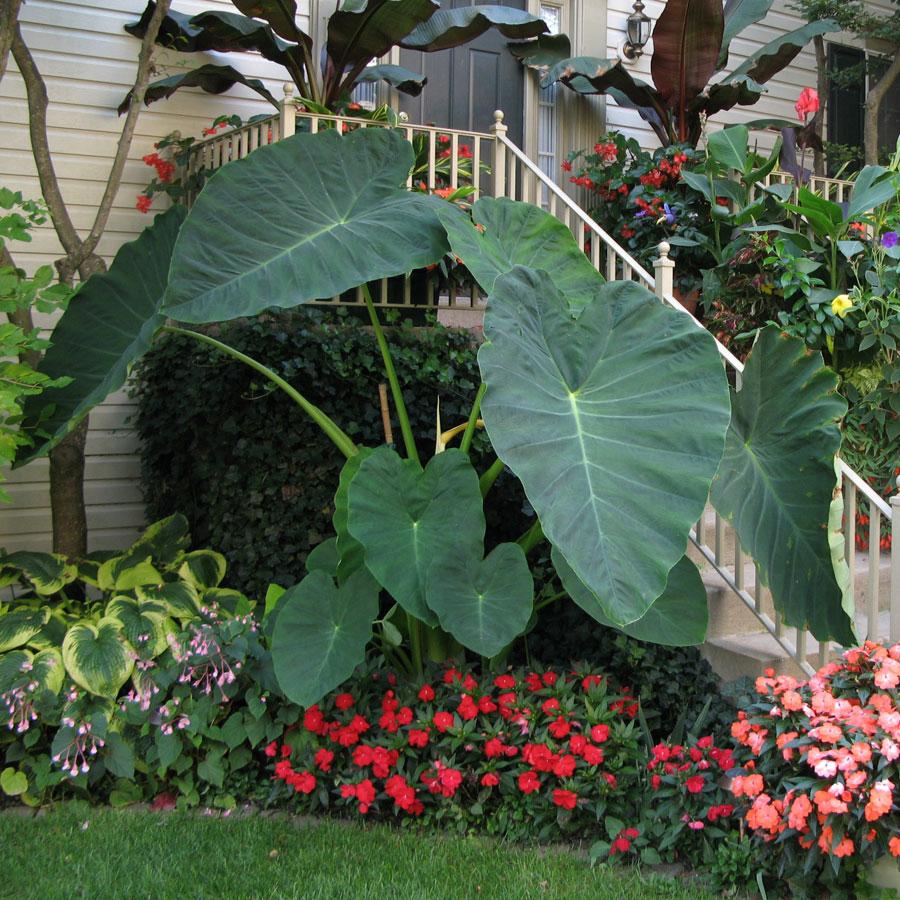 COLOCASIA esculenta Jack's Giant - Pépinière La Forêt
