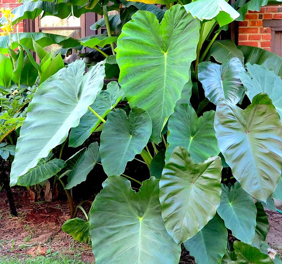 COLOCASIA esculenta Jack's Giant - Pépinière La Forêt