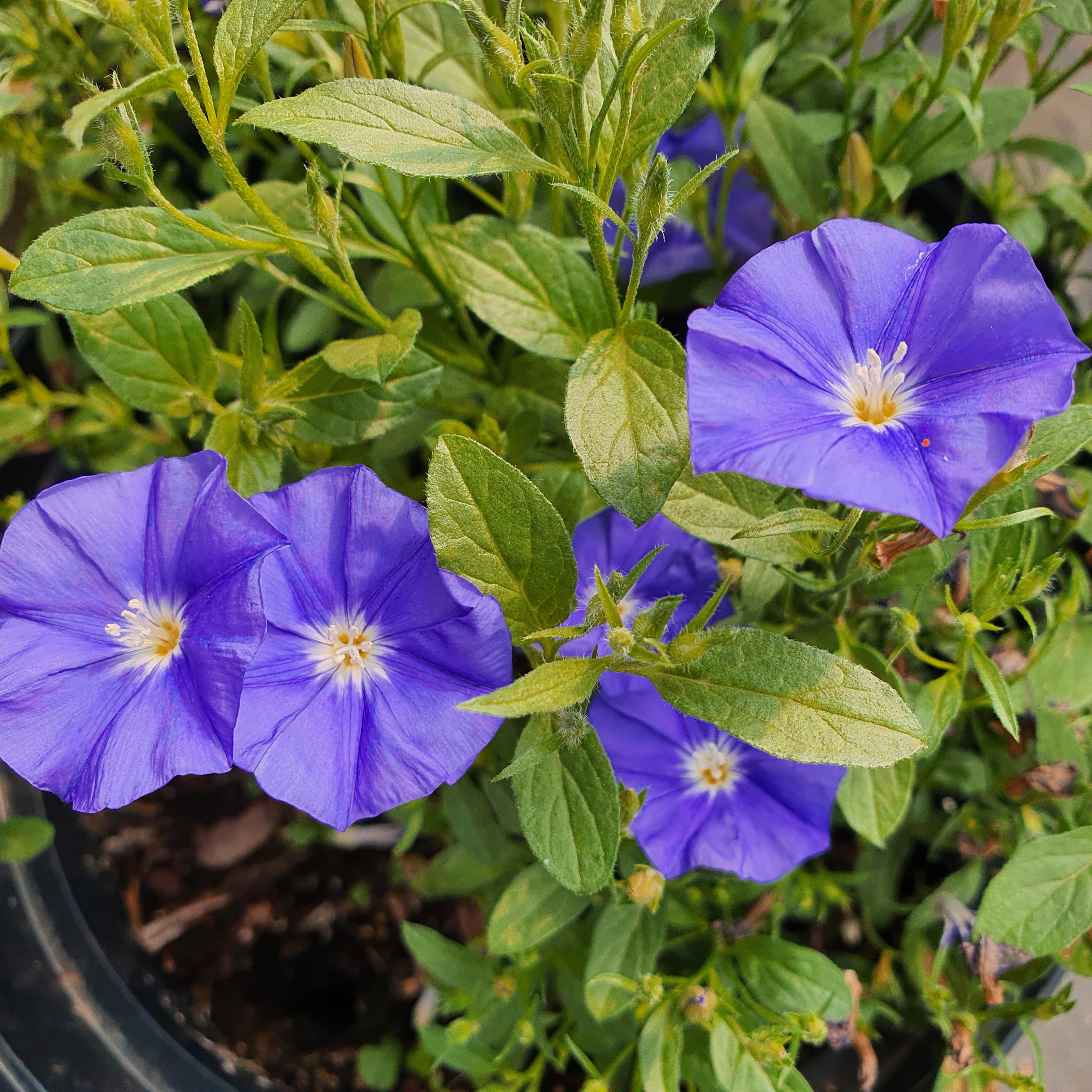 CONVOLVULUS New Blue Moon ® - Pépinière La Forêt