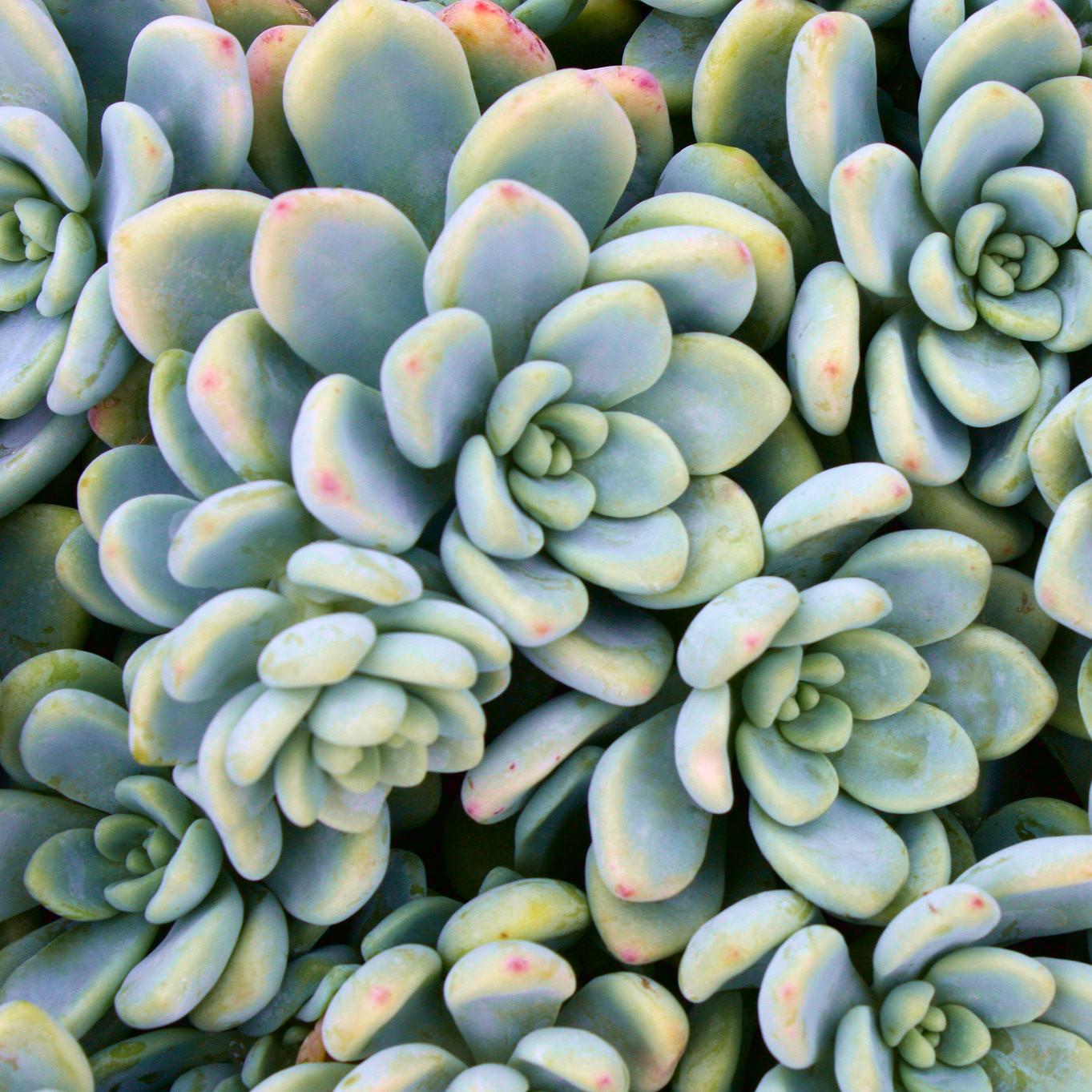 SEDUM clavatum - Pépinière La Forêt