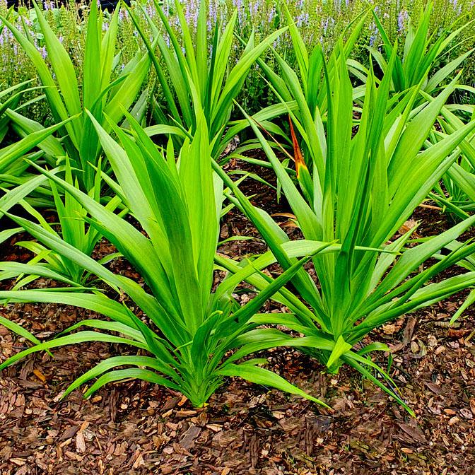 CORDYLINE Emerald Star ArticJungle® - Pépinière La Forêt