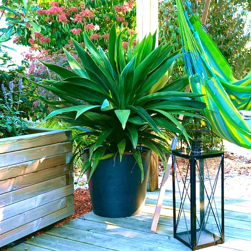 CORDYLINE Emerald Star ArticJungle® - Pépinière La Forêt