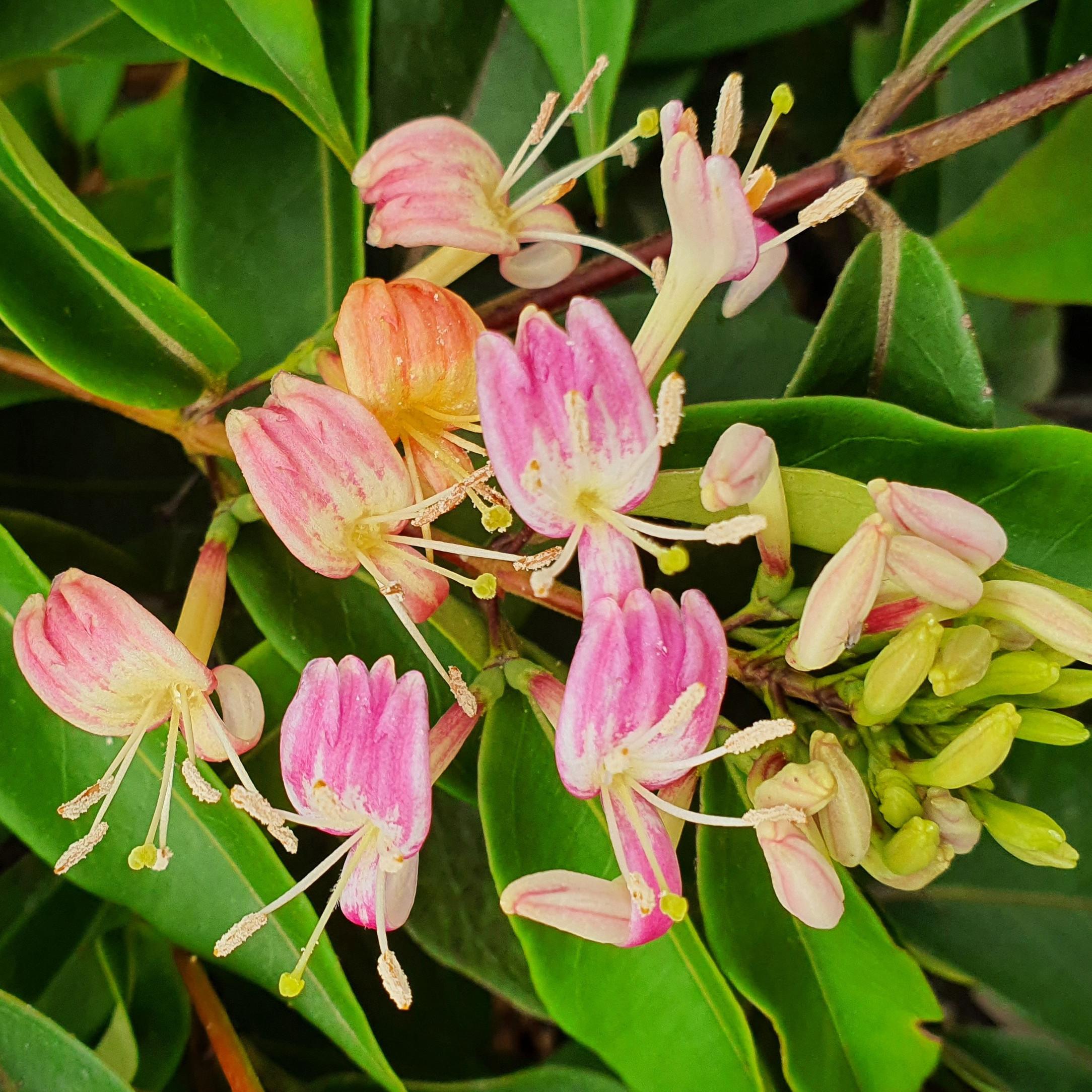 LONICERA X Marinella® - Pépinière La Forêt
