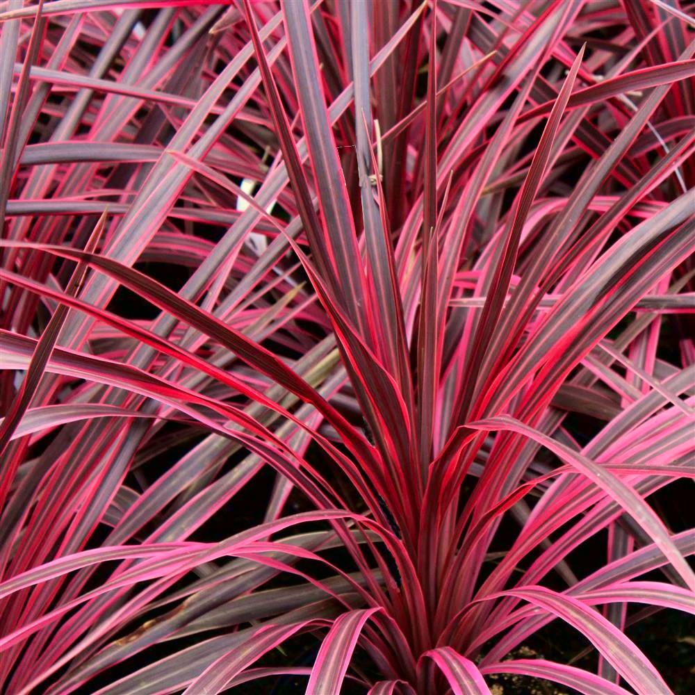 CORDYLINE Paso Doble ® - Pépinière La Forêt