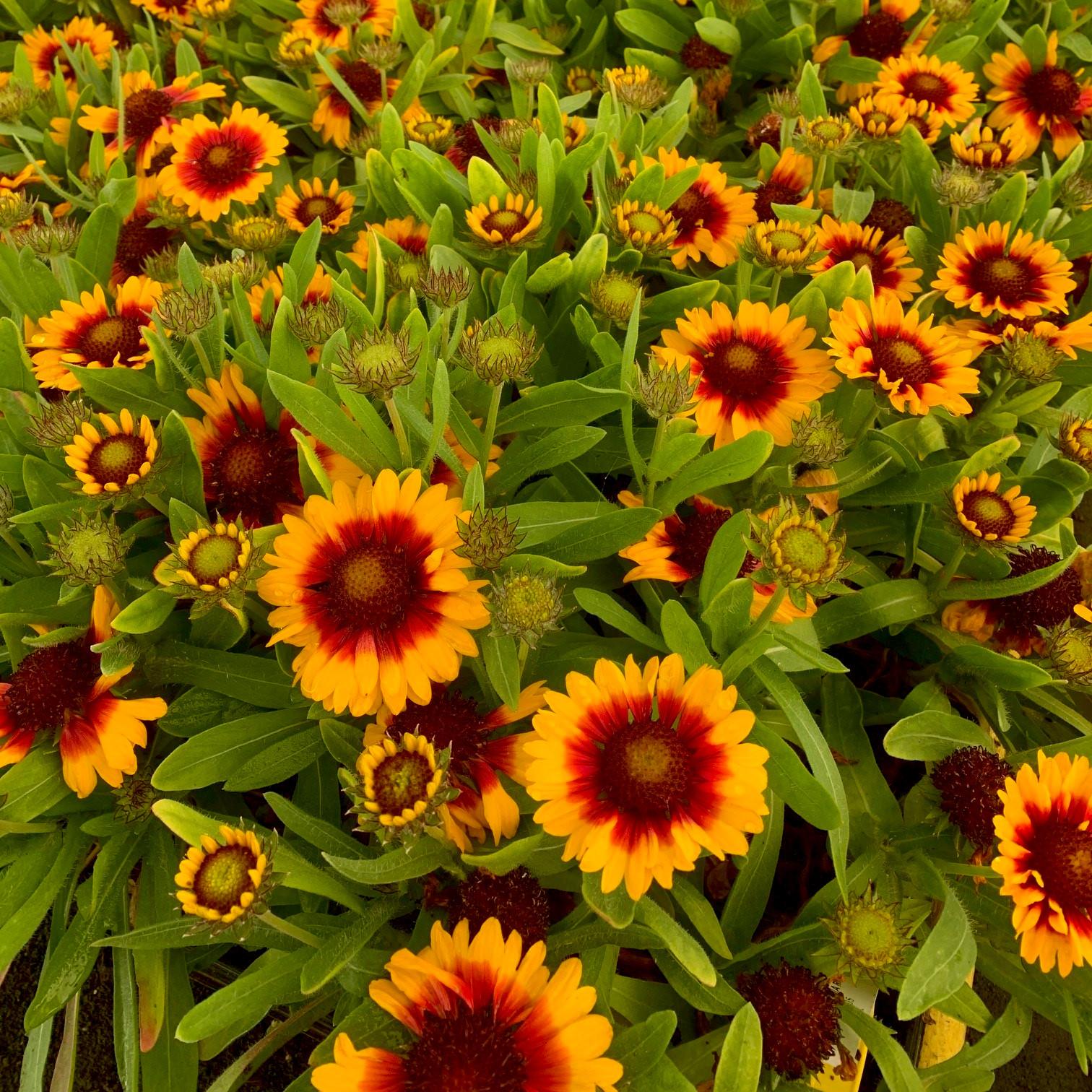 GAILLARDIA Blazing Sun ® - Pépinière La Forêt