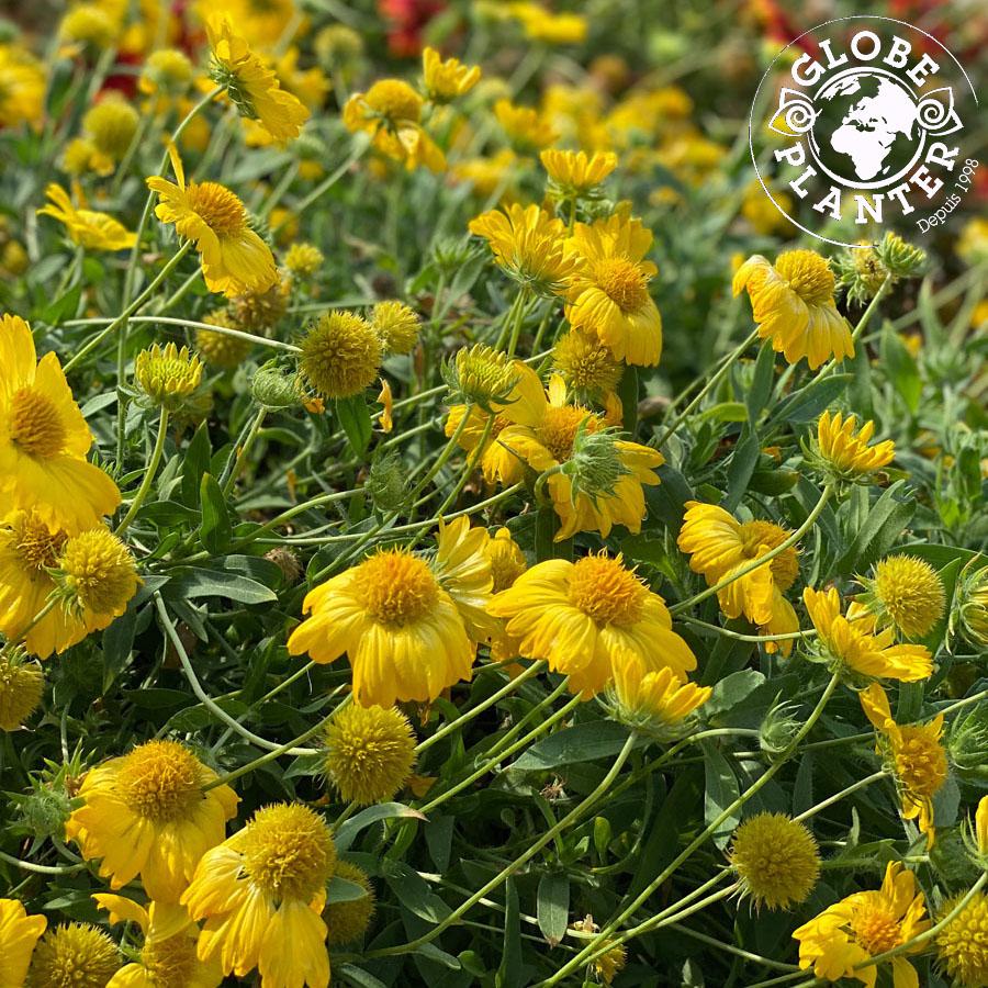 GAILLARDIA SUN BUDDIES Gold® - Pépinière La Forêt